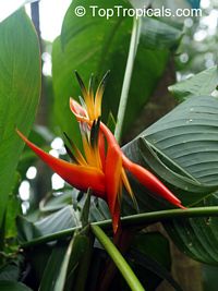 Heliconia sp., Heliconia, Lobster Claw