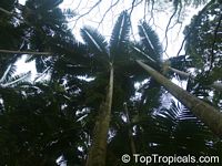 Archontophoenix alexandrae, Ptychosperma alexandrae, Alexandre Palm, King Palm, Nothern Bangalow Palm
