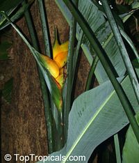 Heliconia caribaea, Lobster Claw, Parrot Beak