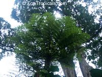 Cyathea sp., Tree Fern