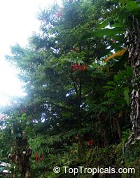 Amherstia nobilis, Pride of Burma, Orchid Tree