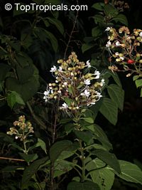 Clerodendrum sp., Clerodendron