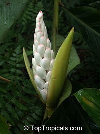 Alpinia zerumbet, Alpinia nutans, Alpinia speciosa, Shell ginger, Pink porcelain lily