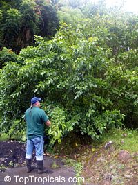 Gardenia carinata, Gardenia coronaria, Golden Gardenia, Malaysian Tree Gardenia