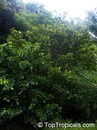 Gardenia carinata, Gardenia coronaria, Golden Gardenia, Malaysian Tree Gardenia