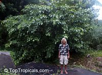 Gardenia tubifera Kula, Gardenia pfordii, Golden Gardenia, Kedah Gardenia