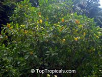 Gardenia volkensii, Transvaal Gardenia, Bushveld Gardenia