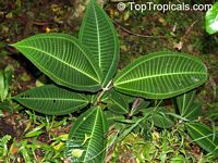 Miconia calvescens, Miconia, Velvet Tree
