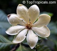 Gardenia carinata, Gardenia coronaria, Golden Gardenia, Malaysian Tree Gardenia