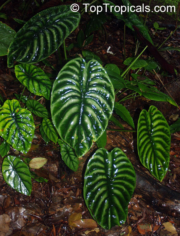 Alocasia Care