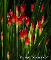 Etlingera cv. Ninole Red, Malay Rose