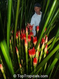 Etlingera cv. Ninole Red, Malay Rose