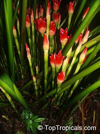 Etlingera cv. Ninole Red, Malay Rose