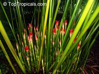 Etlingera cv. Ninole Red, Malay Rose