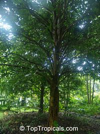 Canarium ovatum, Pili Nut