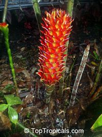 Costus sp., Spiral Ginger