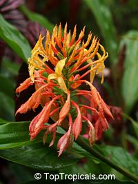 Burbidgea stenantha, Burbidgea