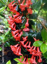 Rhododendron laetum , Vireya Rhododendron