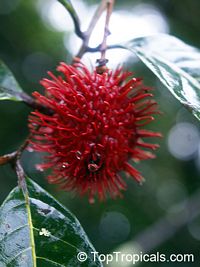 Nephelium lappaceum, Euphoria nephelium, Dimocarpus crinita, Rambutan