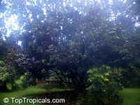 Nephelium lappaceum, Euphoria nephelium, Dimocarpus crinita, Rambutan