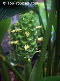 Calathea burle-marxii, Ice Blue Calathea