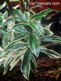 Costus sp., Spiral Ginger