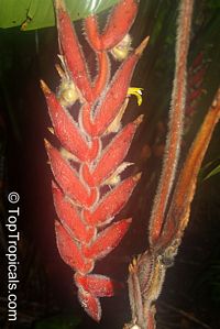 Heliconia vellerigera, Heliconia