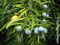 Podocarpus macrophyllus, Buddhist Pine, Chinese Yew, Kusamaki, Inumaki