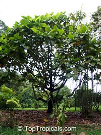 Artocarpus odoratissimus, Marang, Tarap, Green Terap