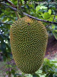 Artocarpus integer, Chempedak
