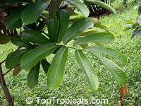 Monodora myristica, Calabash Nutmeg, Jamaica Nutmeg