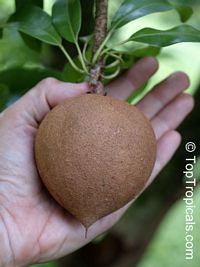 Manilkara zapota, Manilkara achras, Achras sapota, Sapodilla, Ciku, Naseberry, Nispero, Sapote, Brown Sugar Fruit