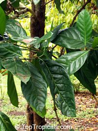 Coffea dewevrei, Coffea liberica var. dewevrei, Coffea excelsa , Excelsa Coffee