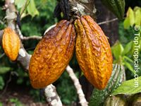 Theobroma cacao, Chocolate Tree, Cacao, Cocoa Tree