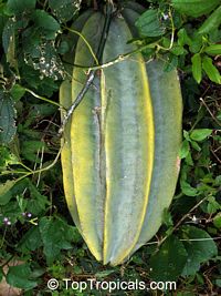 Telfairia occidentalis, Fluted Pumpkin, Oysternut, Ugu