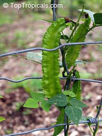 Psophocarpus tetragonolobus, Wing bean, Winged bean