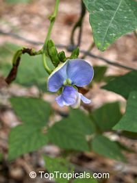 Psophocarpus tetragonolobus, Wing bean, Winged bean