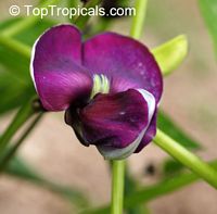Psophocarpus tetragonolobus, Wing bean, Winged bean