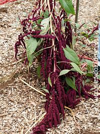 Amaranthus sp., Amaranth