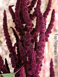 Amaranthus sp., Amaranth