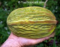 Theobroma bicolor, White cacao, Macambo, Motelo