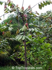 Theobroma bicolor, White cacao, Macambo, Motelo