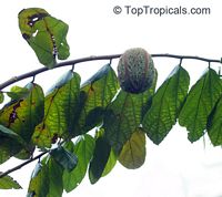 Theobroma bicolor, White cacao, Macambo, Motelo