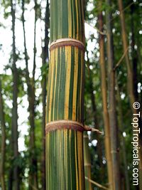 Bambusa sp., Common bamboo