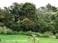 Spathodea campanulata, African Tulip Tree, Scarlet Bell Tree, Fountain Tree