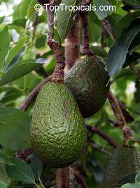 Persea americana, Persea gratissima, Avocado, Alligator Pear, Aguacate, Abacate
