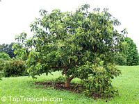 Persea americana, Persea gratissima, Avocado, Alligator Pear, Aguacate, Abacate
