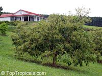 Persea americana, Persea gratissima, Avocado, Alligator Pear, Aguacate, Abacate