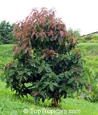 Persea americana, Persea gratissima, Avocado, Alligator Pear, Aguacate, Abacate