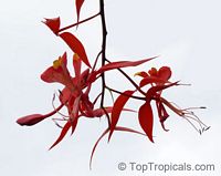 Amherstia nobilis, Pride of Burma, Orchid Tree
